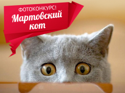 «Блокнот» запускает новый фотоконкурс - «Мартовский кот»