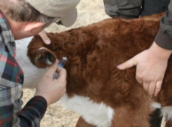 Вакцинацию скота от сибирской язвы провели с опозданием на Ставрополье