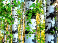 Новенькие берёзы украсят центр Ставрополя