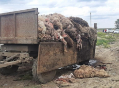 Ставропольский бизнесмен получил 100 тысяч рублей штрафа за гигантскую свалку с гниющими животными 