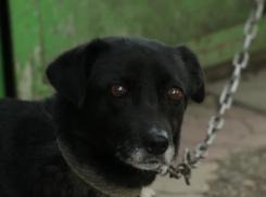Власти Ставрополя опубликовали список запрещенных локаций для возврата бездомных собак после отлова 