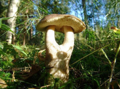 Грибами-мутантами отравились жители Ставрополья