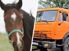 Краевой следком расследует дело по факту жестокого обращения с лошадьми на конеферме в Александровском округе 