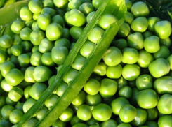 Горох, нут и подсолнечное масло со Ставрополья появятся на столах жителей Ирана и Пакистана