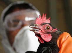 Ставропольчанка пожаловалась на уничтожение домашней птицы из-за введенного карантина