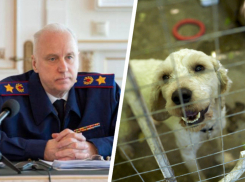 Нападение собак на 12-летнего ребенка в Ессентуках привлекло внимание Александра Бастрыкина