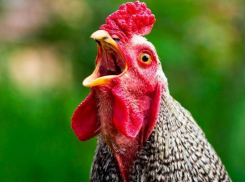 Зараженные окорочка обнаружили в сети магазинов «Лента» в Ставрополе