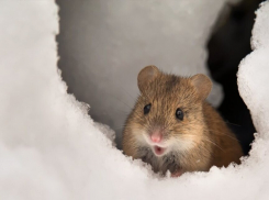 Большая часть обследованных на Ставрополье земель оказалась заселена грызунами