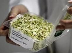 Стафилококк и кишечную палочку обнаружили в салатах на Ставрополье