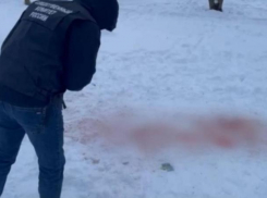 Кого жалеем: людей или собак? Смерть растерзанной 9-летней девочки на Ставрополье снова подняла вопрос об убийстве бродячих стай