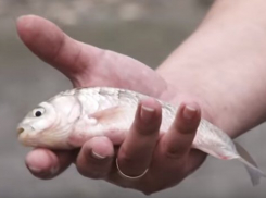 Жители Ставрополья после ливня ловили рыбу на проезжей части