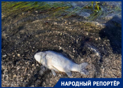 «Мы обратились к мэру города, но нас заблокировали»: экоактивисты пожаловались на гибель рыбы в водоеме Пятигорска