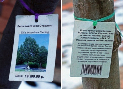 Цена на саженцы липы почти в 20 тысяч рублей озадачила ставропольцев