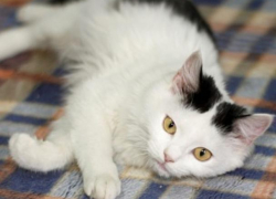 Кошка Олли из приюта «Лучший друг» ищет свой дом