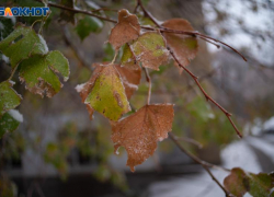 Первые заморозки до -2 градусов обрушатся на выходных в Ставропольском крае
