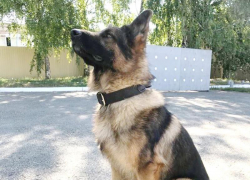 На Ставрополье служебная собака Комбат помогла поймать угонщика автомобиля 