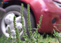 Клещи покусали 60 человек за неделю на Ставрополье