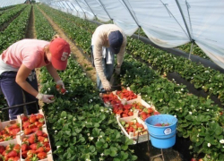 Крупную клубничную теплицу за 500 миллионов рублей построят на Ставрополье