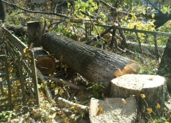 "Черные лесорубы" в Пятигорске вырубили деревья, что составило ущерб в 1 миллион рублей