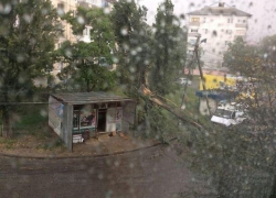 Дерево рухнуло после бури в Ставрополе — к месту прибыла «скорая»