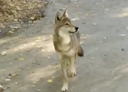 Снявший волка на видео в Ставрополе рассказал "Блокноту" подробности