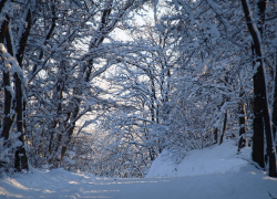 В лесном массиве Ставрополя найден труп женщины