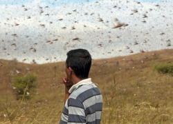 Против полчищ саранчи на Ставрополье бросят авиацию