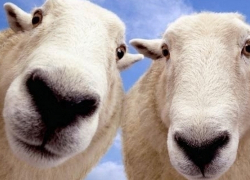 Работники украли со ставропольской фермы овец на 100 тысяч рублей