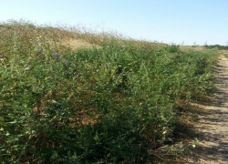 Поле дикорастущей конопли нашли и уничтожили на Ставрополье