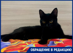 «Если б не она, мы бы все умерли»: жительница Ставрополя о спасении семьи кошкой