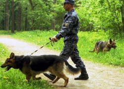  Пропавший на Ставрополье 9-летний мальчик мирно спал в лесополосе