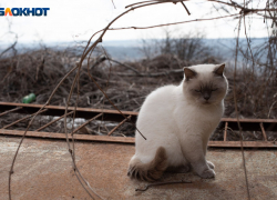 Гололед, снегопад и до -5 градусов: какой погодой встретит ставропольцев 5 февраля