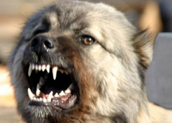 Кавказская овчарка покусала ребенка в Георгиевске