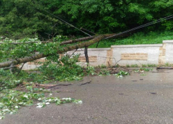 Рухнувшее дерево оборвало линию электропередач в Кисловодске