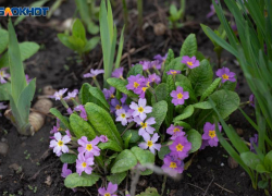 Аномальное тепло до +16 порадует ставропольцев под конец января