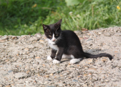 Ставропольские спасатели помогали котёнку выбраться из-под авто