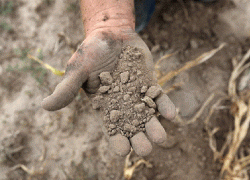 Восточным районам Ставрополья грозит почвенная засуха 