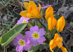 Погода в Ставрополе 3 апреля: Вика исчезла, но дождь остался