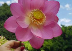 В Ботаническом саду Ставрополя цветок редкого лотоса сорвали ради фотографии