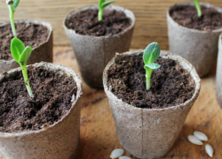 Люди начали «выть волком»: ставропольские селяне не могут купить рассаду и удобрения