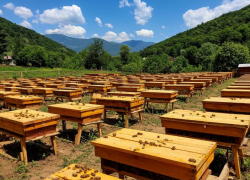 Сладкое дело: каким медом удивляет ставропольцев «Пчелопитомник Кисловодский» 