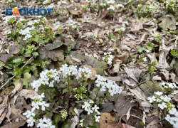 Дождь придет в Ставрополь 26 марта и зарядит на несколько дней вперед