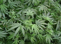 В Лермонтове нашли плантацию конопли в квартире