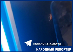 Большого таракана на кофемашине в супермаркете Ставрополя заметила горожанка