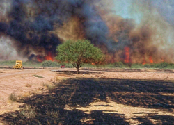 Пожар на Ставрополье уничтожил ферму с крупным рогатым скотом