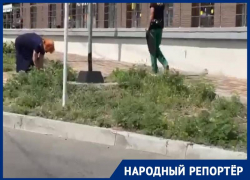 Не дождалась помощи от чиновников: жительница Ставрополя выдергивает амброзию голыми руками