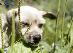 Бастрыкин запросил доклад по делу о бродячих собаках в Георгиевске Ставропольского края