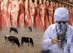 На Ставрополье предприниматель мог сбывать мясо, зараженное опасной инфекцией