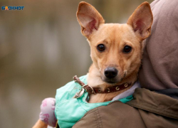 Потомство запретить и кормить по лицензии: депутаты Ставрополья предложили новое решение собачьего вопроса