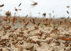 Саранча обнаружена в 18 районах Ставрополья